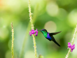 IG-colibri-3367