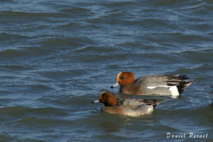 pernet-canard-siffleur