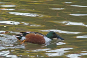 pernet-canard-souchet