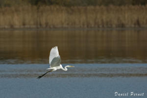 pernet-grande aigrette
