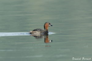 pernet-grebe-castagneux