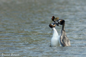 pernet-grebe-huppe