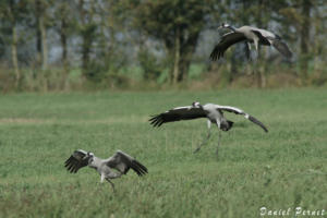 pernet-grues-cendrees