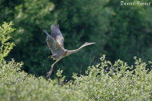 pernet-heron-pourpre