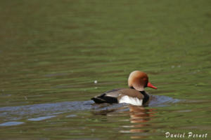 pernet-nette-rousse