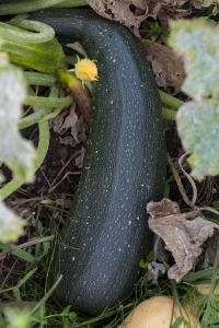 potager-chatel-10-2017-7350