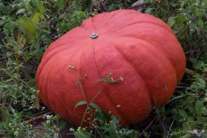 potager-chatel-10-2017-7359