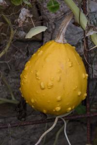 potager-chatel-10-2017-7373