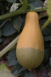 potager-chatel-10-2017-7376