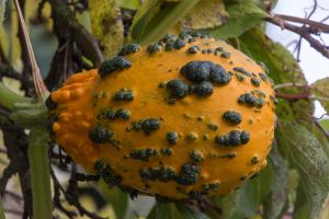 potager-chatel-10-2017-7392
