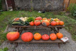 potager-chatel-10-2017-7402