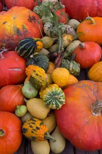 potager-chatel-10-2017-7440