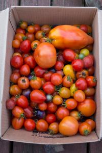 potager-chatel-10-2017-7460